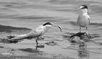 505 - LITTLE TERN PRESENTING FISH - EAST JOHN R. - cyprus